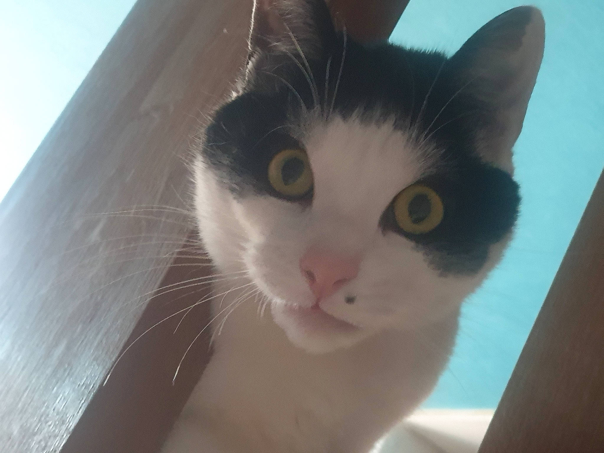 Bounty a rejoint le concours — aidez-le/la à gagner de superbes lots ! carnivore, cat, domestic_short_haired_cat, ear, eyelash, felidae, fur, paw, small_to_medium_sized_cats, snout, tail, whiskers