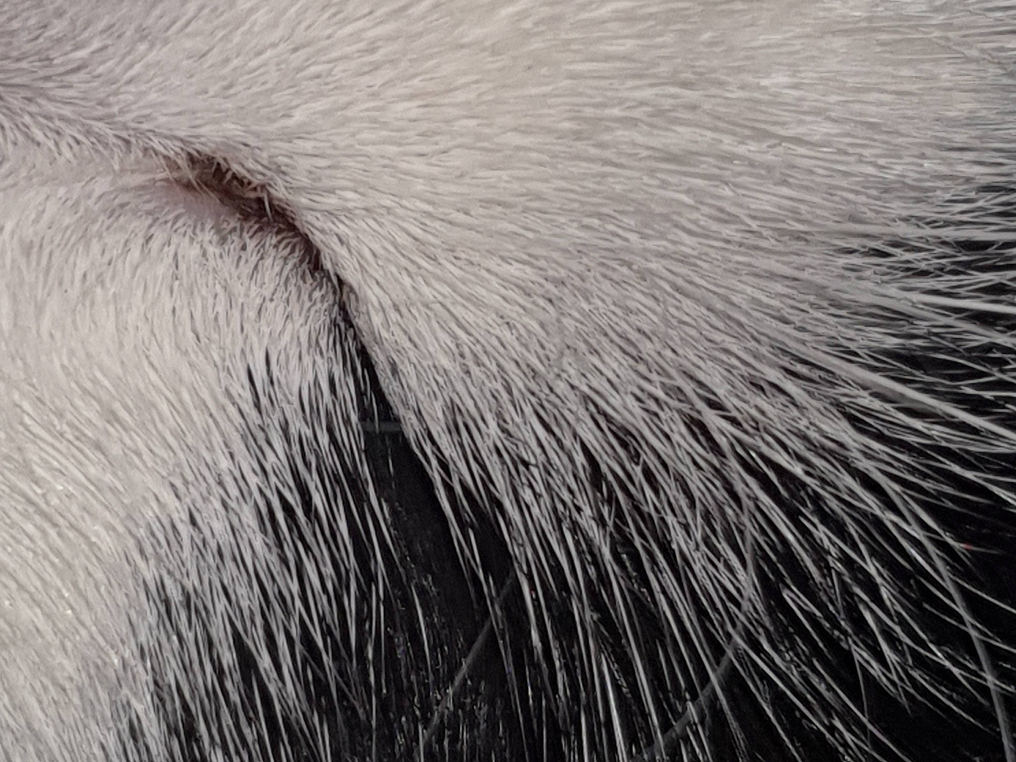 Bounty participe au concours pour gagner de l'argent avec cette photo : beard, close_up, fur, grass, grey, hair, landscape, macro_photography, monochrome, monochrome_photography, natural_material, pattern, plant, snout, stock_photography, tail, tints_and_shades, water, whiskers, wildlife