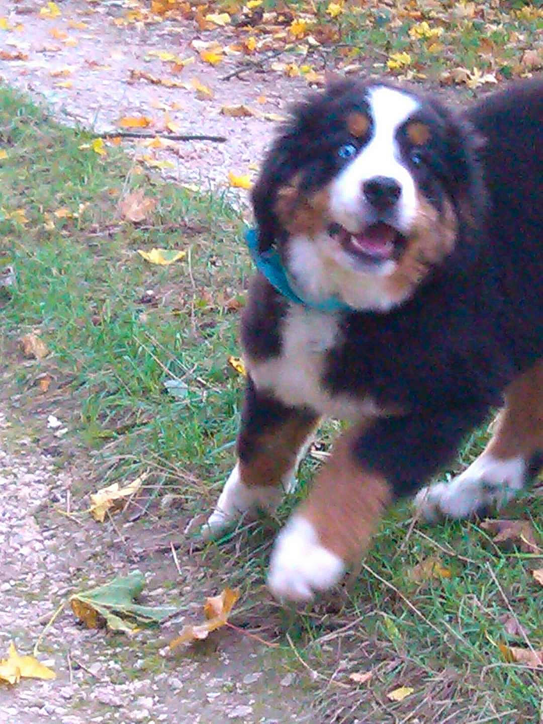 Holly a rejoint le concours — aidez-le/la à gagner de superbes lots ! bernese_mountain_dog, canidae, carnivore, companion_dog, dog, dog_breed, fur, giant_dog_breed, grass, groundcover, herding_dog, king_charles_spaniel, plant, sporting_group, terrestrial_animal, whiskers, working_dog