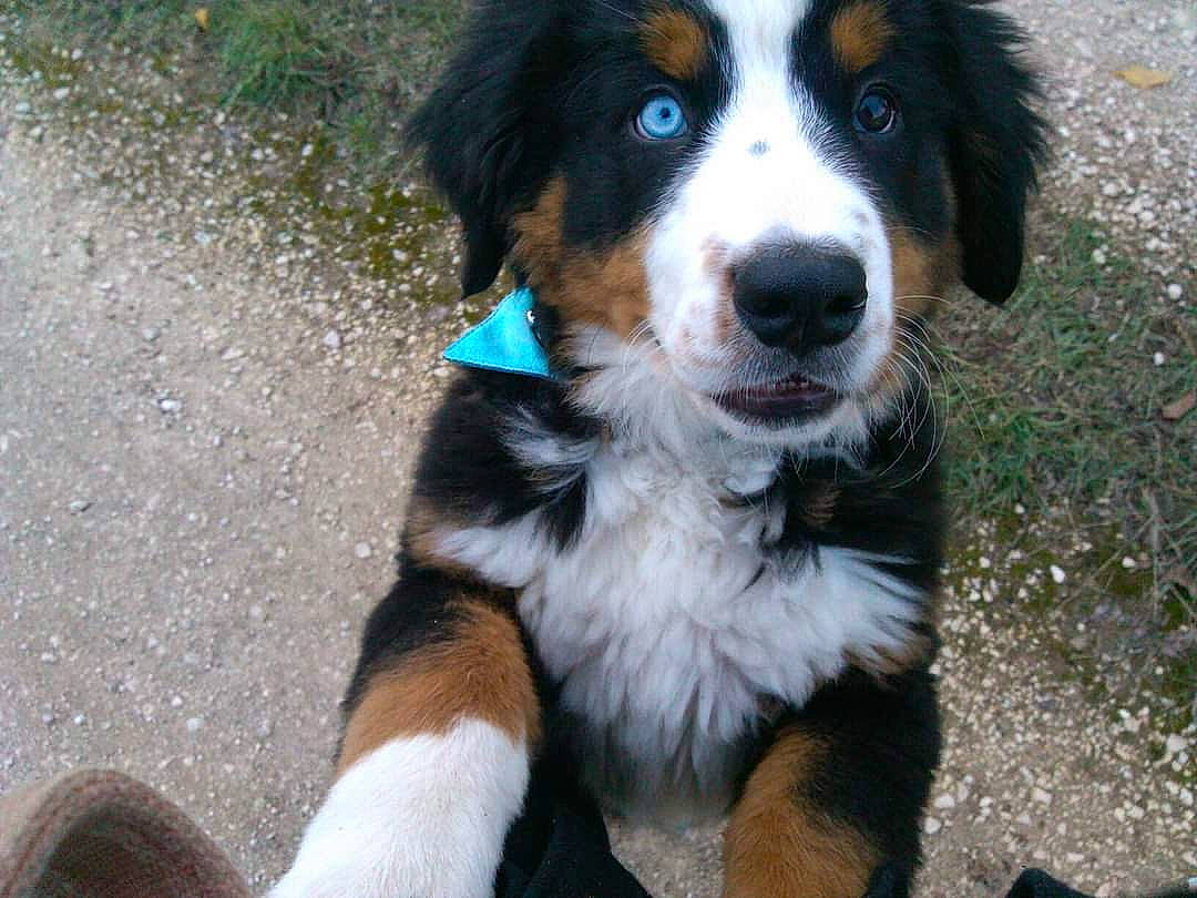 Holly a rejoint le concours — aidez-le/la à gagner de superbes lots ! bernese_mountain_dog, canidae, carnivore, companion_dog, dog, dog_breed, fur, giant_dog_breed, herding_dog, plant, snout, sporting_group, terrestrial_animal, whiskers, working_dog