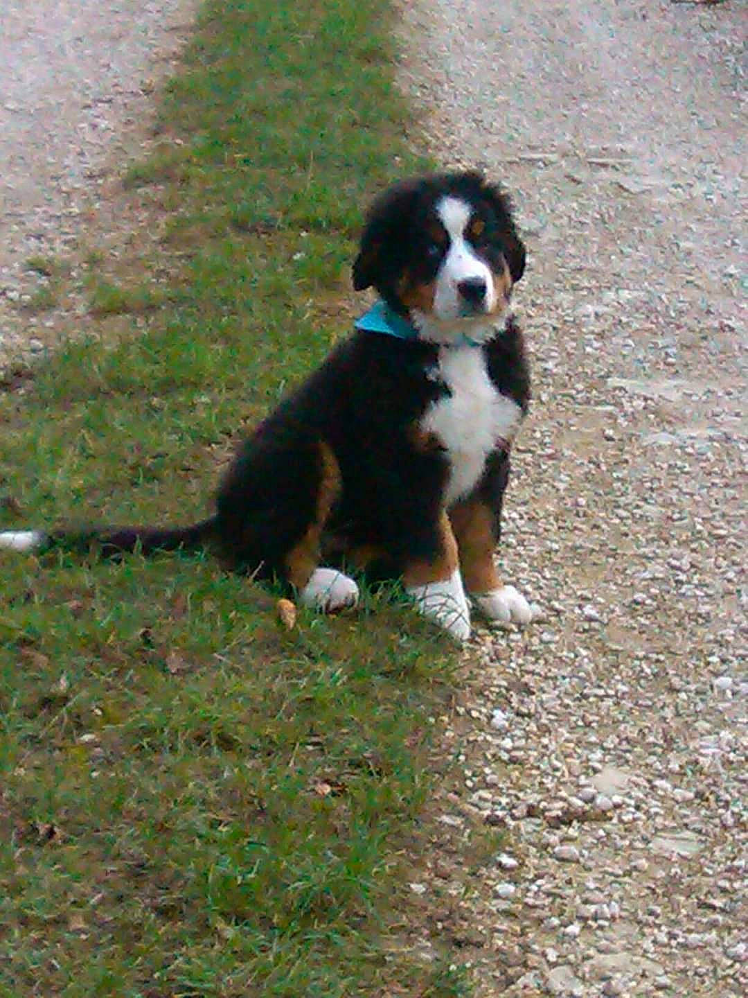 Holly a rejoint le concours — aidez-le/la à gagner de superbes lots ! bernese_mountain_dog, canidae, carnivore, cavalier_king_charles_spaniel, companion_dog, dog, dog_breed, grass, gun_dog, herding_dog, hunting_dog, king_charles_spaniel, plant, snout, sporting_group, tail, terrestrial_animal, toy_dog, working_animal, working_dog