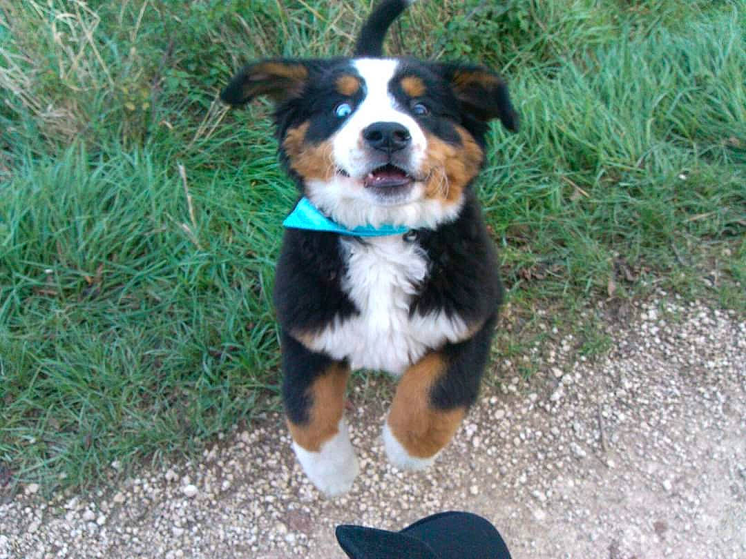 Holly a rejoint le concours — aidez-le/la à gagner de superbes lots ! australian_shepherd, bernese_mountain_dog, canidae, carnivore, companion_dog, dog, dog_breed, grass, herding_dog, plant, snout, sporting_group, tail, terrestrial_animal, tree, whiskers, working_animal, working_dog