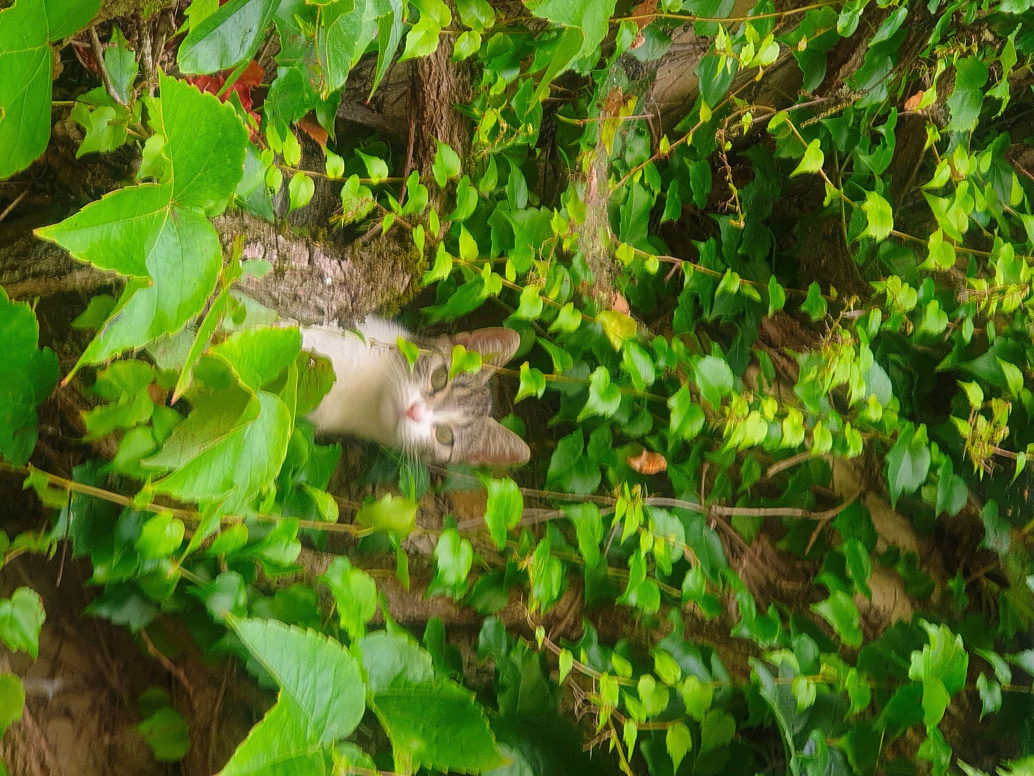 Kinder participe au concours pour gagner de l'argent avec cette photo : beak, botany, flower, flowering_plant, grapevine_family, grass, groundcover, herb, leaf, plant, shrub, tail, terrestrial_animal, terrestrial_plant, tree, twig, vegetation, vine, vitis, wood