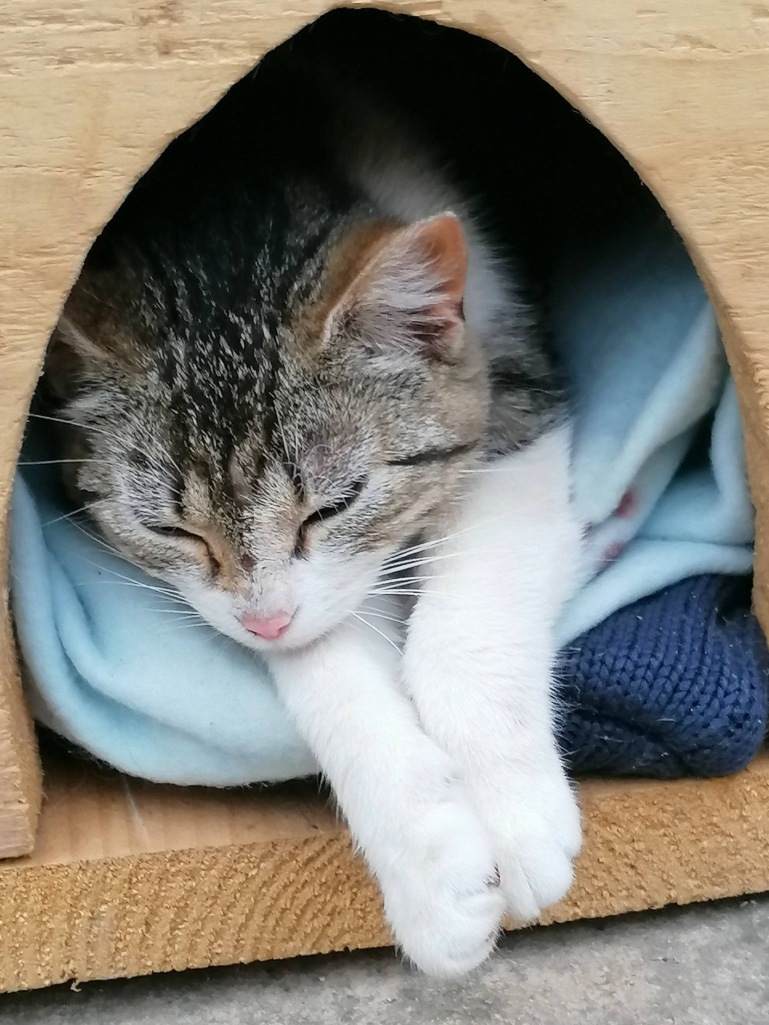 Kinder participe au concours pour gagner de l'argent avec cette photo : carnivore, cat, claw, comfort, domestic_short_haired_cat, felidae, flooring, fur, grey, hardwood, nap, paw, photo_caption, sitting, small_to_medium_sized_cats, snout, tail, whiskers, window, wood