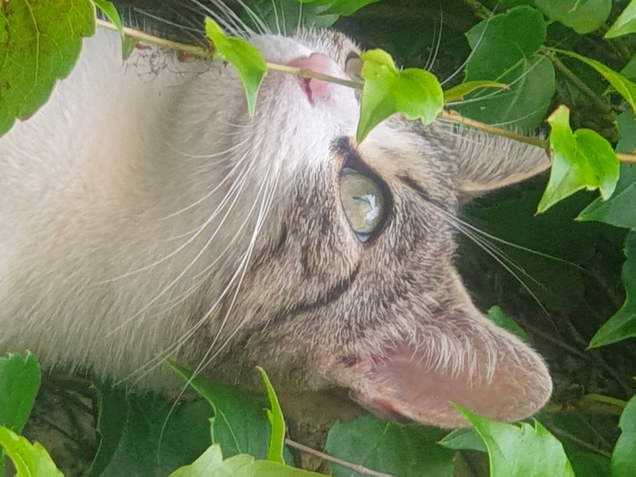 Kinder a rejoint le concours — aidez-le/la à gagner de superbes lots ! carnivore, cat, domestic_short_haired_cat, fawn, felidae, fur, grass, green, herb, houseplant, plant, small_to_medium_sized_cats, snout, terrestrial_animal, terrestrial_plant, whiskers, wildlife, working_animal