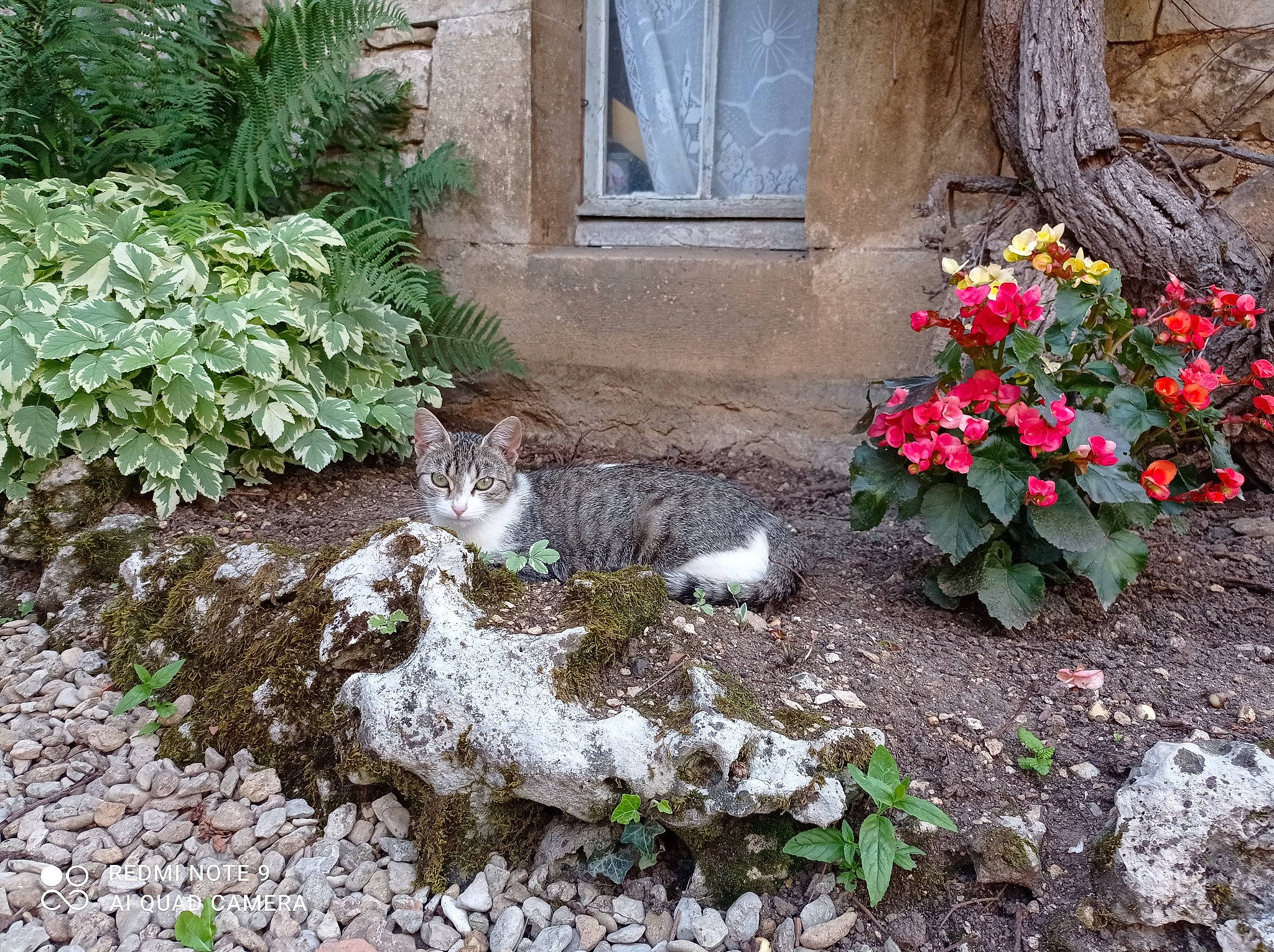 Kinder a rejoint le concours — aidez-le/la à gagner de superbes lots ! annual_plant, botany, brick, carnivore, cat, felidae, flower, grass, groundcover, herbaceous_plant, landscape, landscaping, petal, plant, shrub, small_to_medium_sized_cats, stone_wall, tail, vegetation, window