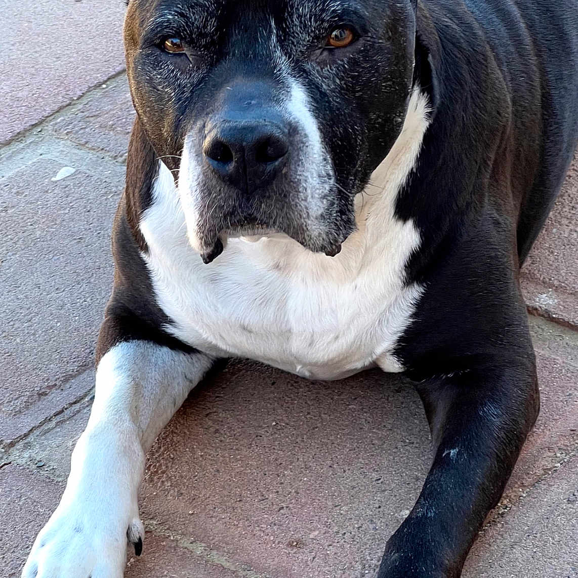 Jax joined the competition — help win amazing prizes! alert, animal, black_and_white, canine, close_up, companion, dog, ears, face, fur, looking_at_camera, lying_down, mammal, nails, outdoor, pavement, paw, pet, quiet, resting