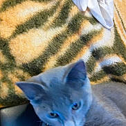 Sparkle is registered to the contest to win money with this photo: animal, bell, blanket, cat, closeup, collar, cozy, cute, ears, fabric, feline, fur, gray_cat, indoor, pet, relaxation, resting, tiger_stripe_pattern, whiskers, white_cloth
