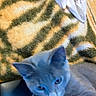 animal, bell, blanket, cat, closeup, collar, cozy, cute, ears, fabric, feline, fur, gray_cat, indoor, pet, relaxation, resting, tiger_stripe_pattern, whiskers, white_cloth