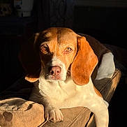 Bailey joined the competition — help win amazing prizes! dog, beagle, indoor, sunlight, couch, pet, animal, relaxing, brown, white, fur, paw, window, shadow, resting, ears, face, canine, domestic, portrait