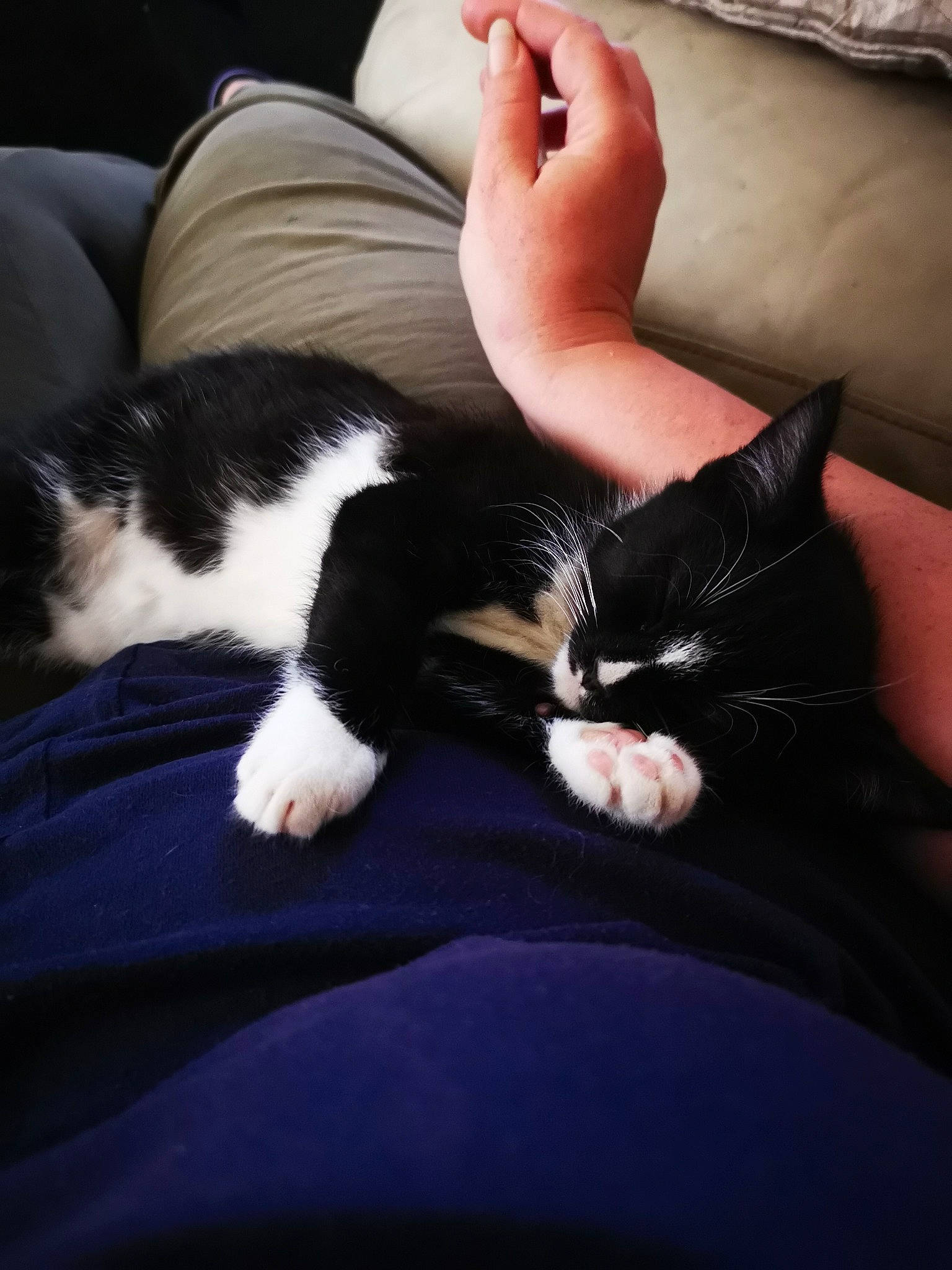 Oreo joined the competition — help win amazing prizes! carnivore, cat, cloud, comfort, companion_dog, domestic_short_haired_cat, felidae, foot, fur, gesture, human_leg, lap, linens, mammal, small_to_medium_sized_cats, snout, tail, vertebrate, whiskers, wrist