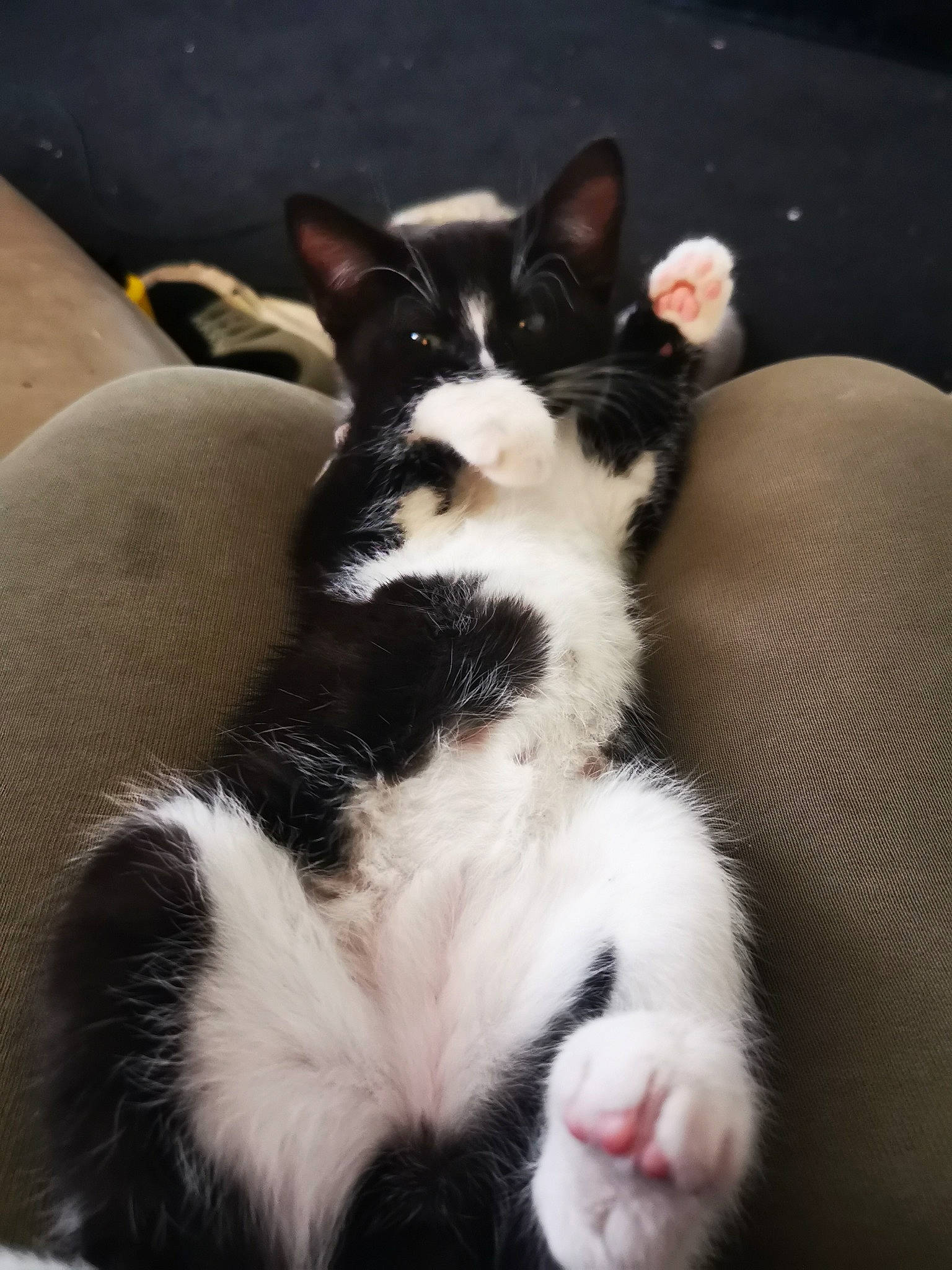 Oreo is registered to the contest to win money with this photo: canidae, carmine, carnivore, cat, claw, comfort, companion_dog, dog_breed, domestic_short_haired_cat, felidae, foot, fur, human_leg, lap, paw, small_to_medium_sized_cats, tail, whiskers