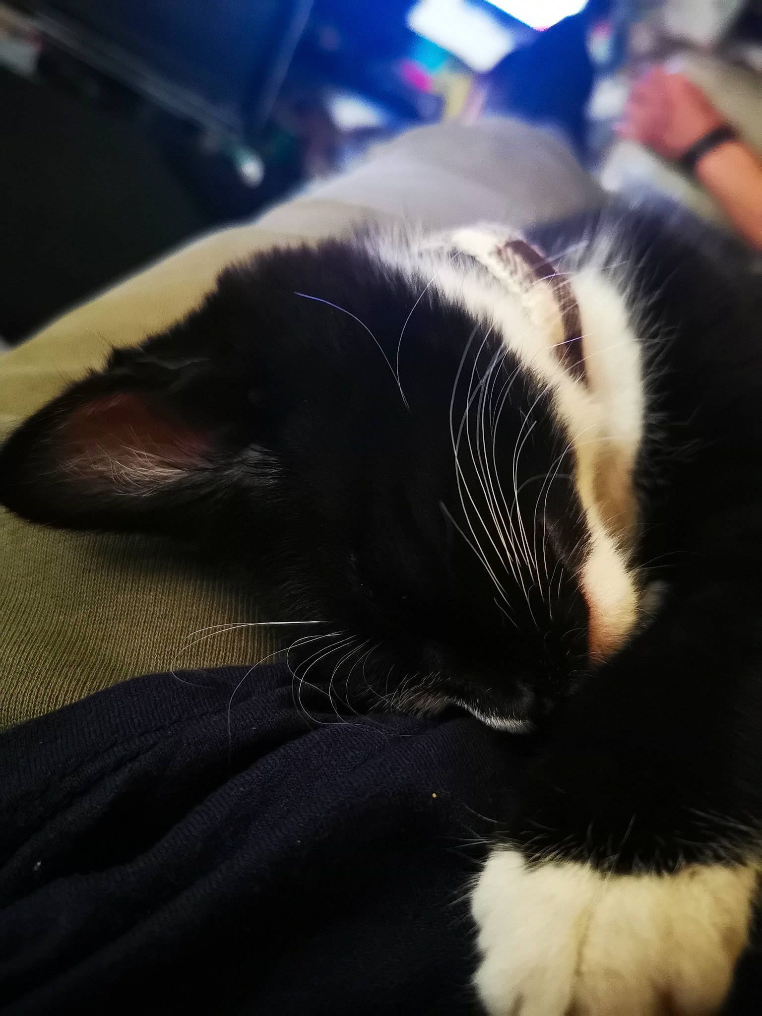 Oreo joined the competition — help win amazing prizes! carnivore, cat, claw, cloud, comfort, domestic_short_haired_cat, felidae, fur, human_leg, mammal, nap, paw, sky, sleep, small_to_medium_sized_cats, snout, tail, whiskers