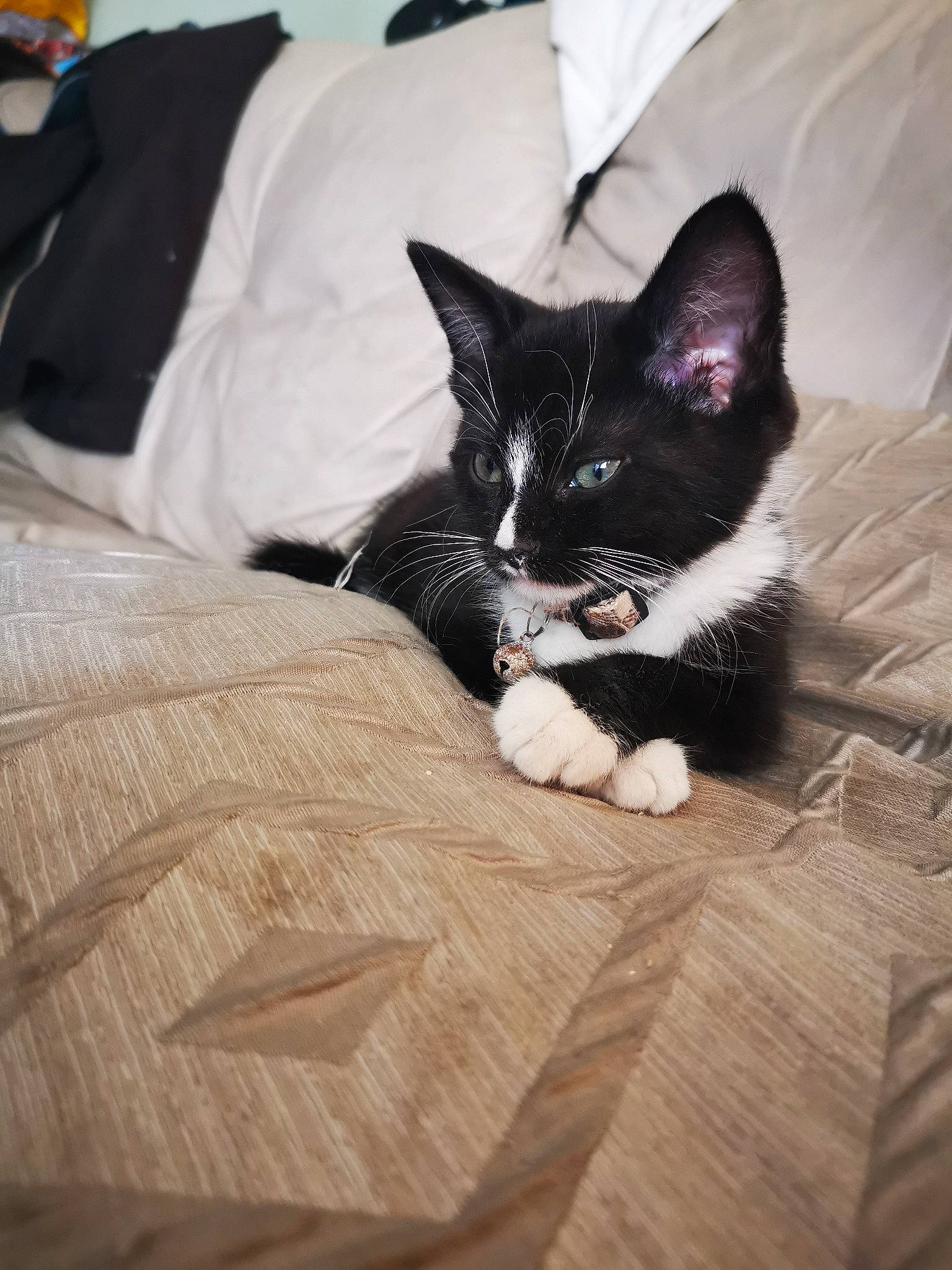 Oreo is registered to the contest to win money with this photo: bedding, black_cat, carnivore, cat, comfort, domestic_short_haired_cat, felidae, flooring, fur, grey, hardwood, human_leg, linens, sleeve, small_to_medium_sized_cats, snout, tail, textile, whiskers, wood