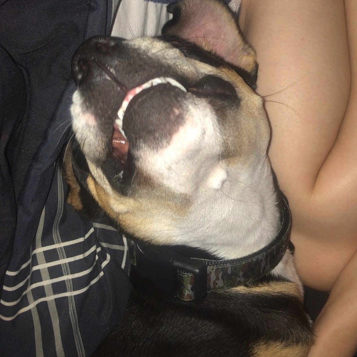 Roxy