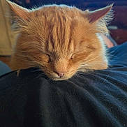 Grumpy joined the competition — help win amazing prizes! cat, orange_cat, sleeping, resting, fluffy, feline, indoors, cozy, pet, fur, cute, animal, domestic_cat, peaceful, head, whiskers, closeup, relaxing, nap, warm