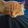 cat, orange_cat, sleeping, resting, fluffy, feline, indoors, cozy, pet, fur, cute, animal, domestic_cat, peaceful, head, whiskers, closeup, relaxing, nap, warm