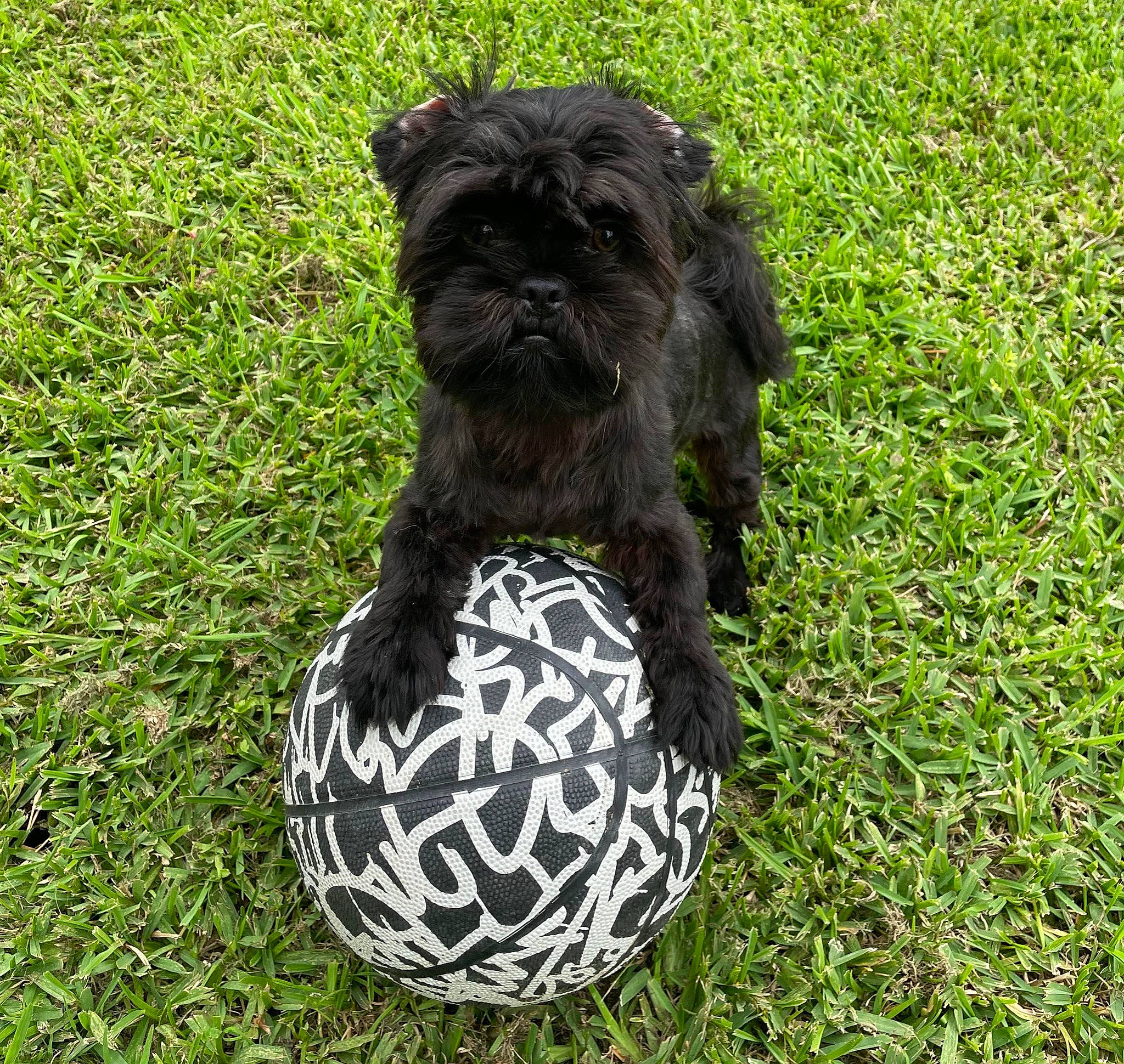 Hannibal Lector joined the competition — help win amazing prizes! canidae, carnivore, companion_dog, dog, dog_breed, dog_supply, fur, grass, groundcover, liver, non_sporting_group, plant, poodle_crossbreed, puppy, small_terrier, sporting_group, terrier, toy_dog, water_dog, working_animal