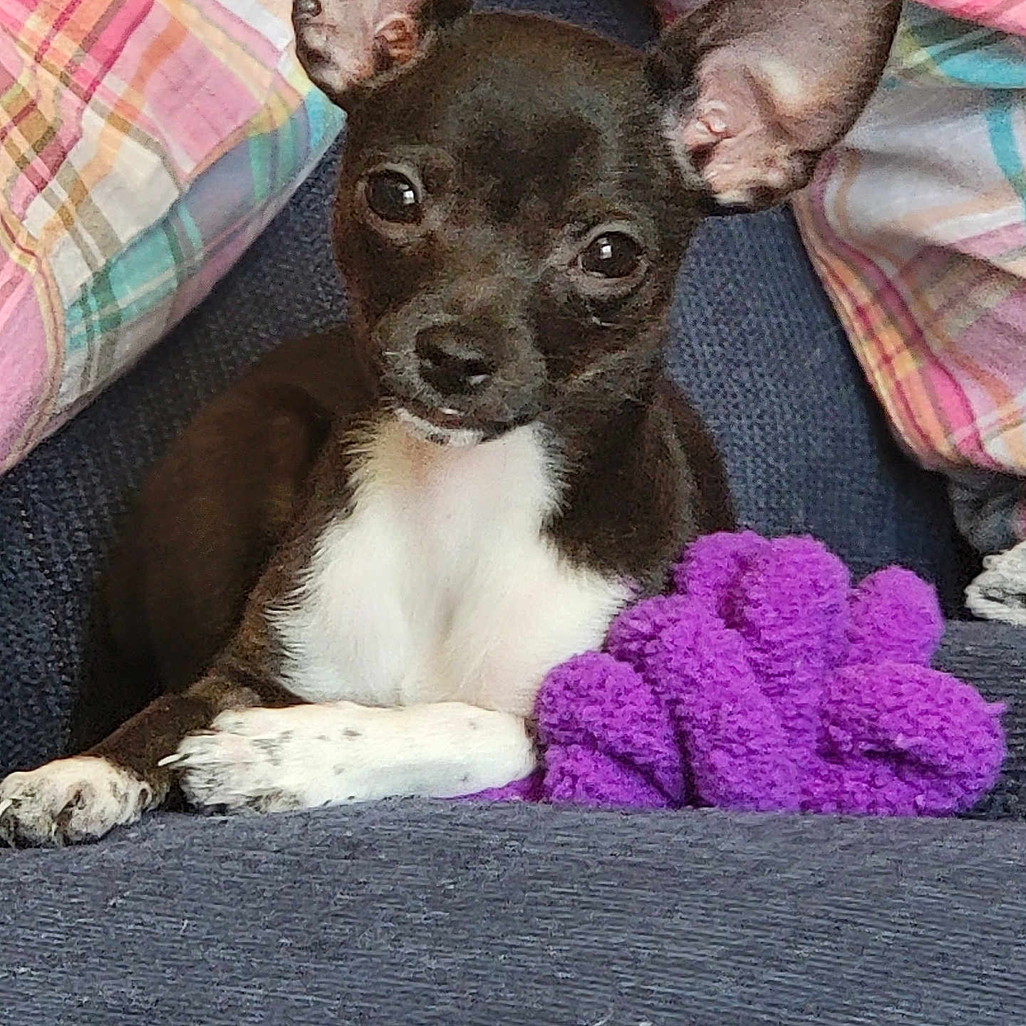 Jazmine joined the competition — help win amazing prizes! animal, bed, bedroom, blanket, bulldog, canine, chihuahua, couch, cushion, dog, face, furniture, head, homedecor, indoors, linen, person, pet, puppy, purple