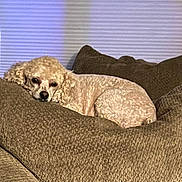 Penny joined the competition — help win amazing prizes! animal, brown_couch, companion, couch, cozy, cream_colored, curled_up, curly_fur, cute, dog, furniture, home, indoor, pet, poodle, relaxed, resting, sleepy, soft_lighting, textured