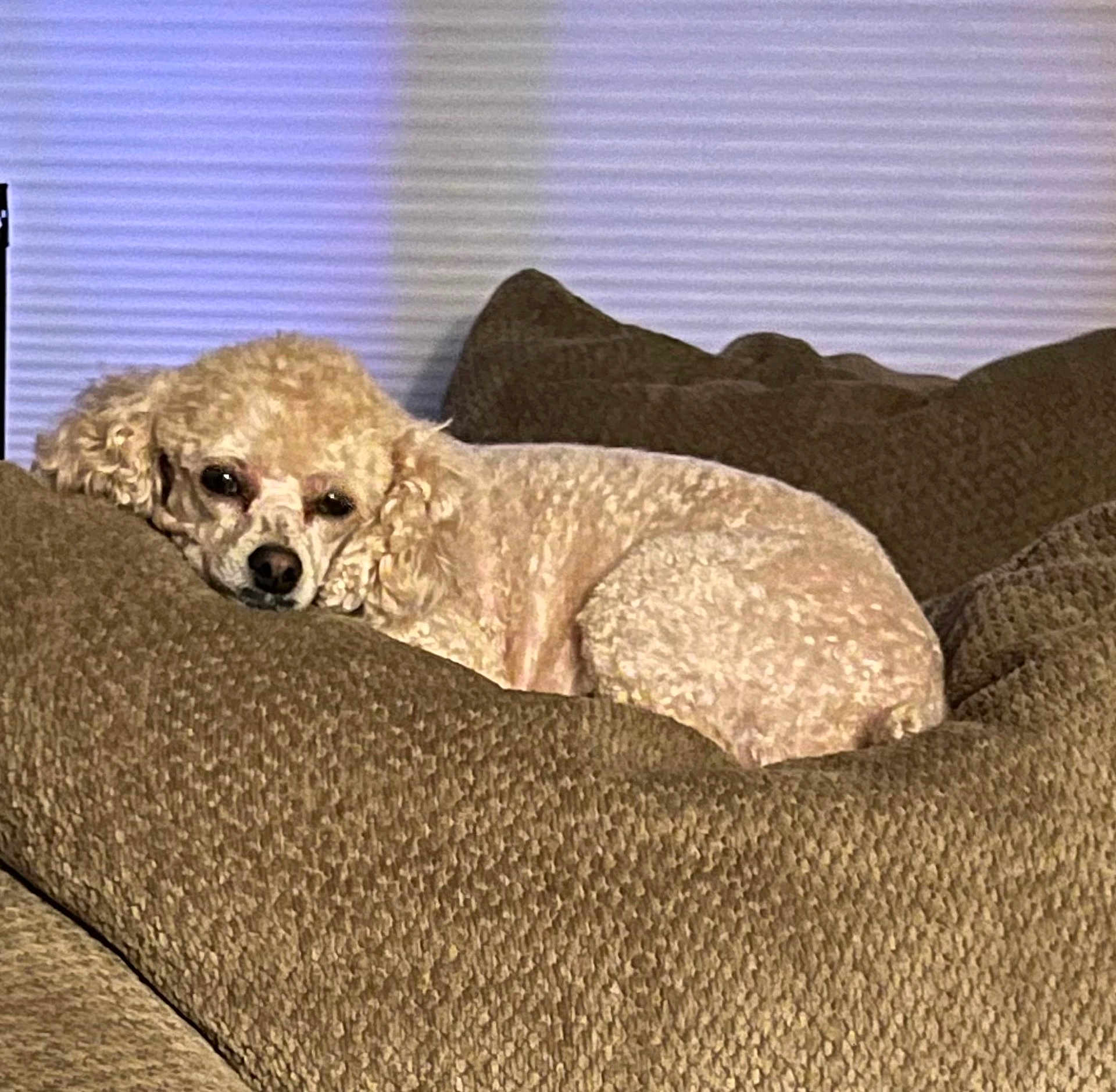 Penny