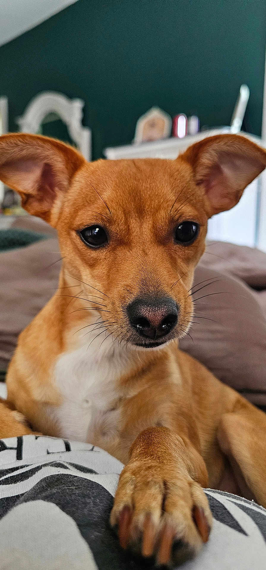 Cece