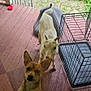 dog, baby_goat, porch, wooden_floor, glass_door, pet, animal, outdoor, grass, crate, curious, ears, brown_dog, white_goat, daylight, nature, looking, fence, playful, companions