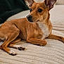 Cece is registered to the contest to win money with this photo: dog, brown_dog, pet, indoor, blanket, couch, ears, fur, relaxed, cute, animal, companion, texture, cozy, small_dog, side_view, alert, laying_down, domestic_animal, home