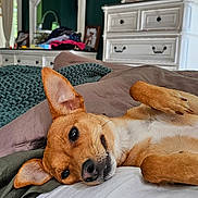 Cece joined the competition — help win amazing prizes! dog, bed, blanket, indoor, relaxed, cozy, pet, animal, brown, white, ear, paw, smile, furniture, window, curtain, dresser, home, resting, comfort