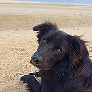 Vasco participe au concours pour gagner de l'argent avec cette photo : animal, beach, black_dog, canine, coast, curious, daytime, dog, fur, landscape, lying_down, nature, ocean, outdoor, pet, relaxed, sand, sky, vacation, water