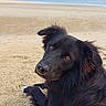 animal, beach, black_dog, canine, coast, curious, daytime, dog, fur, landscape, lying_down, nature, ocean, outdoor, pet, relaxed, sand, sky, vacation, water