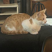 Gribouille a rejoint le concours — aidez-le/la à gagner de superbes lots ! cat, orange_cat, white_cat, indoor, furniture, stool, shelf, pet, animal, resting, side_view, domestic_cat, table, household, cozy, mammal, small_animal, fur, cute, relaxed