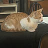 cat, orange_cat, white_cat, indoor, furniture, stool, shelf, pet, animal, resting, side_view, domestic_cat, table, household, cozy, mammal, small_animal, fur, cute, relaxed