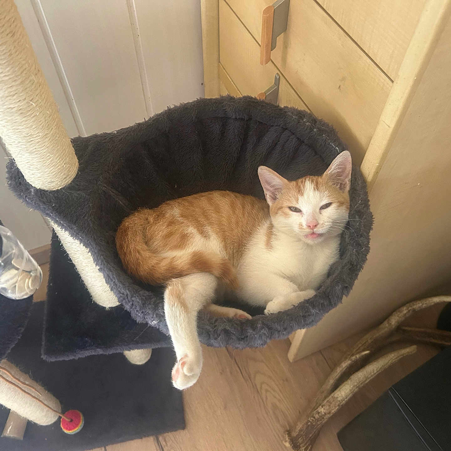Gribouille a rejoint le concours — aidez-le/la à gagner de superbes lots ! cat, cat_tree, hammock, orange_cat, white_cat, indoor, furniture, wood_floor, wooden_dresser, antlers, relaxed, pet, animal, cozy, resting, home, domestic, cute, sleepy, feline