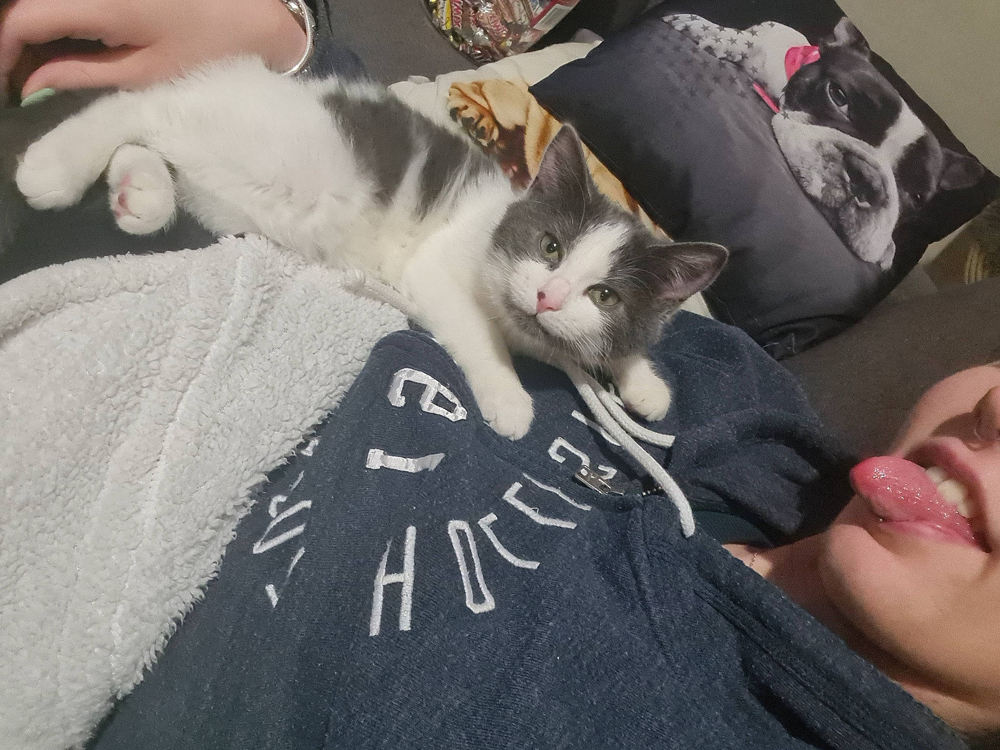 Royale a rejoint le concours — aidez-le/la à gagner de superbes lots ! blanket, carnivore, cat, comfort, domestic_short_haired_cat, felidae, fur, nail, nap, paw, sleep, small_to_medium_sized_cats, vertebrate, whiskers