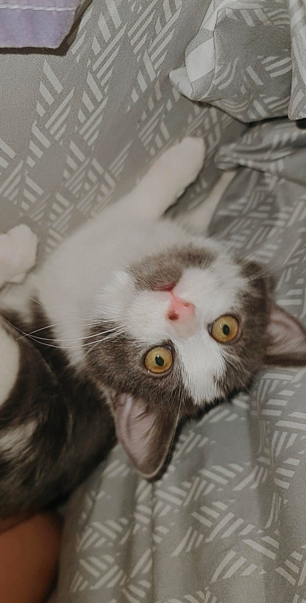 Royale participe au concours pour gagner de l'argent avec cette photo : carnivore, cat, comfort, domestic_short_haired_cat, felidae, fur, linens, mammal, small_to_medium_sized_cats, snout, terrestrial_animal, vertebrate, whiskers