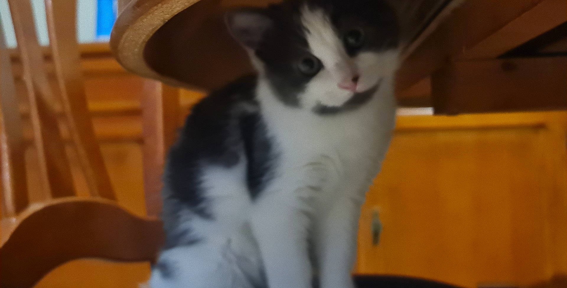 Royale participe au concours pour gagner de l'argent avec cette photo : black, carnivore, cat, costume_hat, cowboy_hat, domestic_short_haired_cat, fedora, felidae, fur, hat, small_to_medium_sized_cats, snout, sombrero, sun_hat, tail, terrestrial_animal, vertebrate, whiskers, white, wood_stain