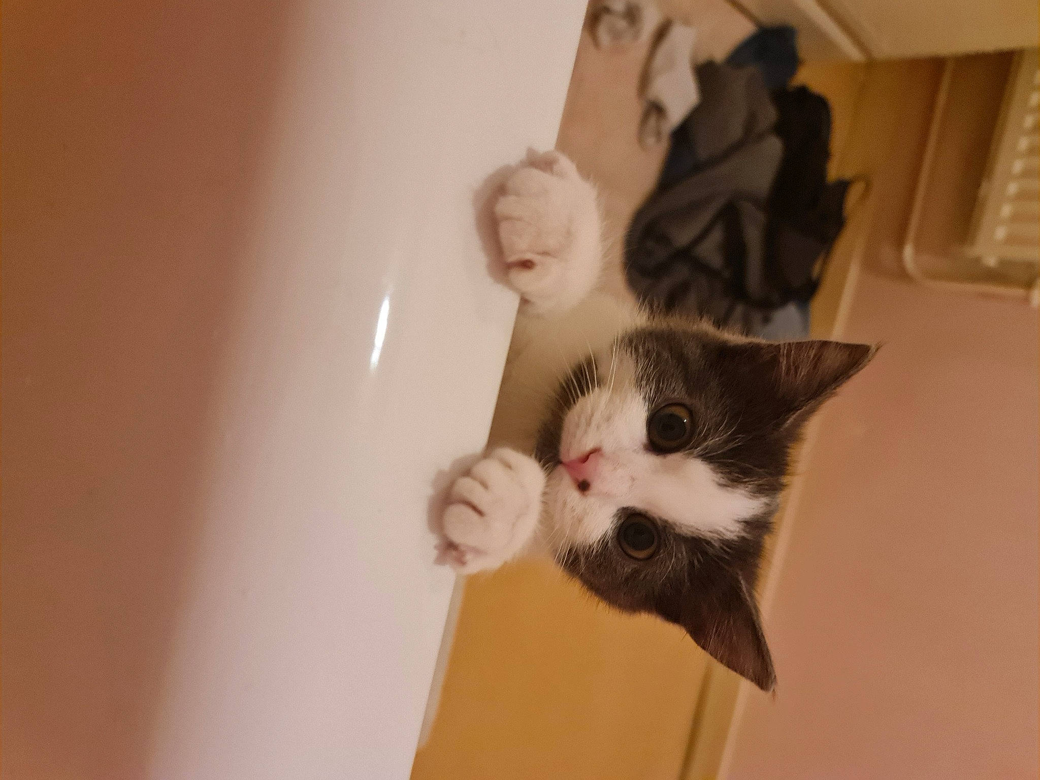 Royale a rejoint le concours — aidez-le/la à gagner de superbes lots ! beige, carnivore, cat, domestic_short_haired_cat, felidae, fur, kitten, small_to_medium_sized_cats, snout, whiskers