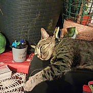 Mimine participe au concours pour gagner de l'argent avec cette photo : cat, tabby, sleeping, relaxed, lying_down, indoors, cushion, furniture, plants, basket, craft_supplies, books, blanket, red_tablecloth, home, cozy, whiskers, striped_fur, greenery, resting