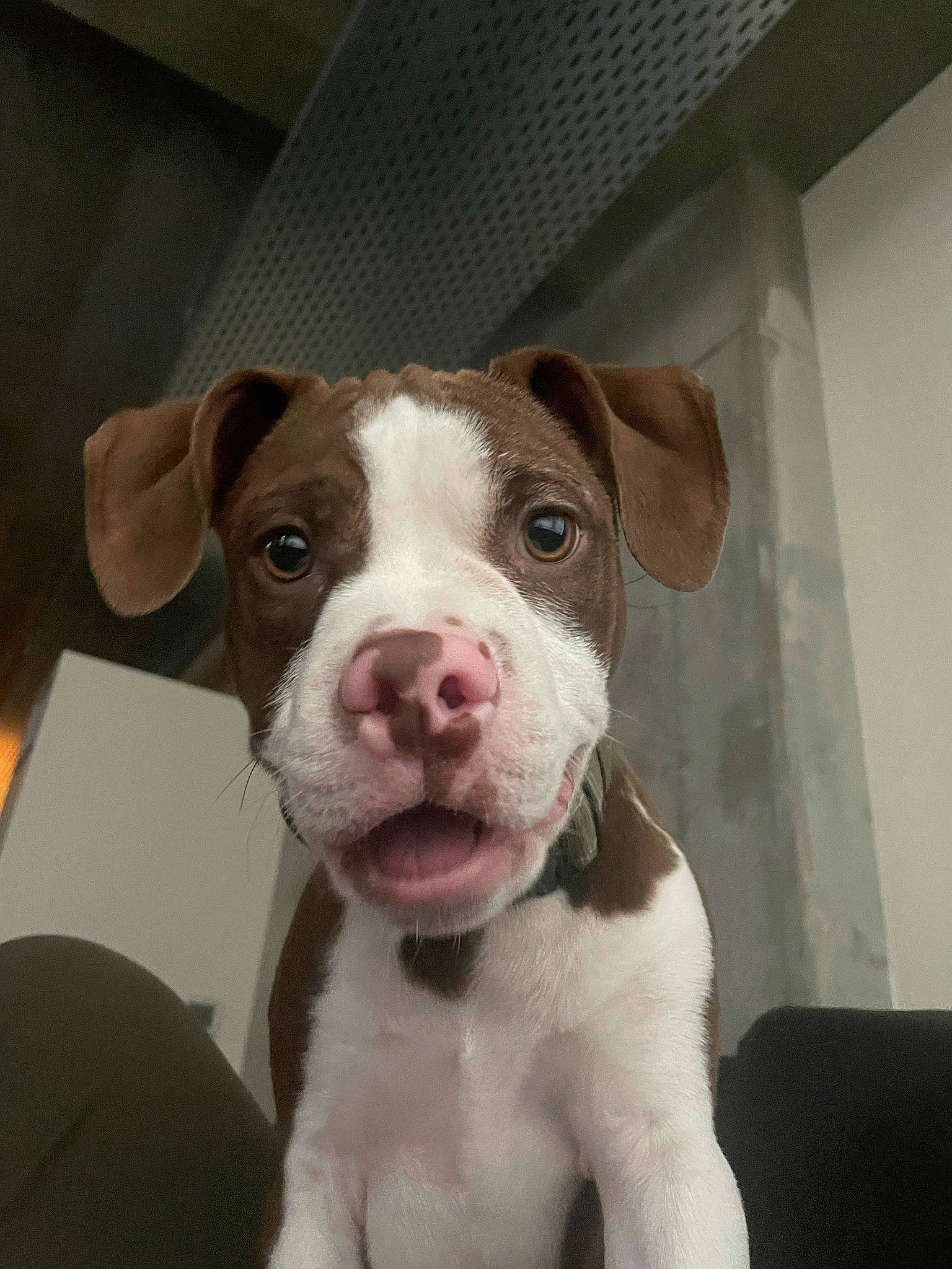 Charlie Brown joined the competition — help win amazing prizes! canidae, carnivore, collar, companion_dog, dog, dog_breed, dog_collar, fawn, fur, jaw, liver, non_sporting_group, pet_supply, puppy, snout, sporting_group, terrestrial_animal, whiskers, working_animal