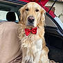 golden_retriever, dog, pet, animal, bow_tie, red_bow_tie, car, car_interior, blanket, fur, sitting, portrait, cute, fluffy, canine, domestic_animal, window, door, outdoor, daylight
