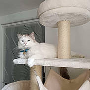 Yoda participe au concours pour gagner de l'argent avec cette photo : cat, fluffy, white_cat, blue_eyes, cat_tree, indoor, pet, relaxed, furniture, hammock, scratching_post, collar, tag, home, animal, cute, feline, resting, domestic_cat, cozy
