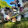 dog, puppy, australian_shepherd, grass, stick, blue_eyes, playing, outdoor, sunny, person, bench, park, close_up, tongue, fur, nature, pet, animal, happy, cute