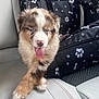 puppy, dog, pet, car_seat, tongue_out, blue_eyes, fluffy, crossed_paws, pet_carrier, black_carrier, paw_prints, bones_pattern, indoor, animal, cute, young_dog, happy, tongue, furry, canine