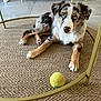 dog, puppy, blue_eyes, tennis_ball, rug, indoor, table, furniture, pet, brown, white, black, tan, fur, floor, playful, animal, cute, resting, domestic