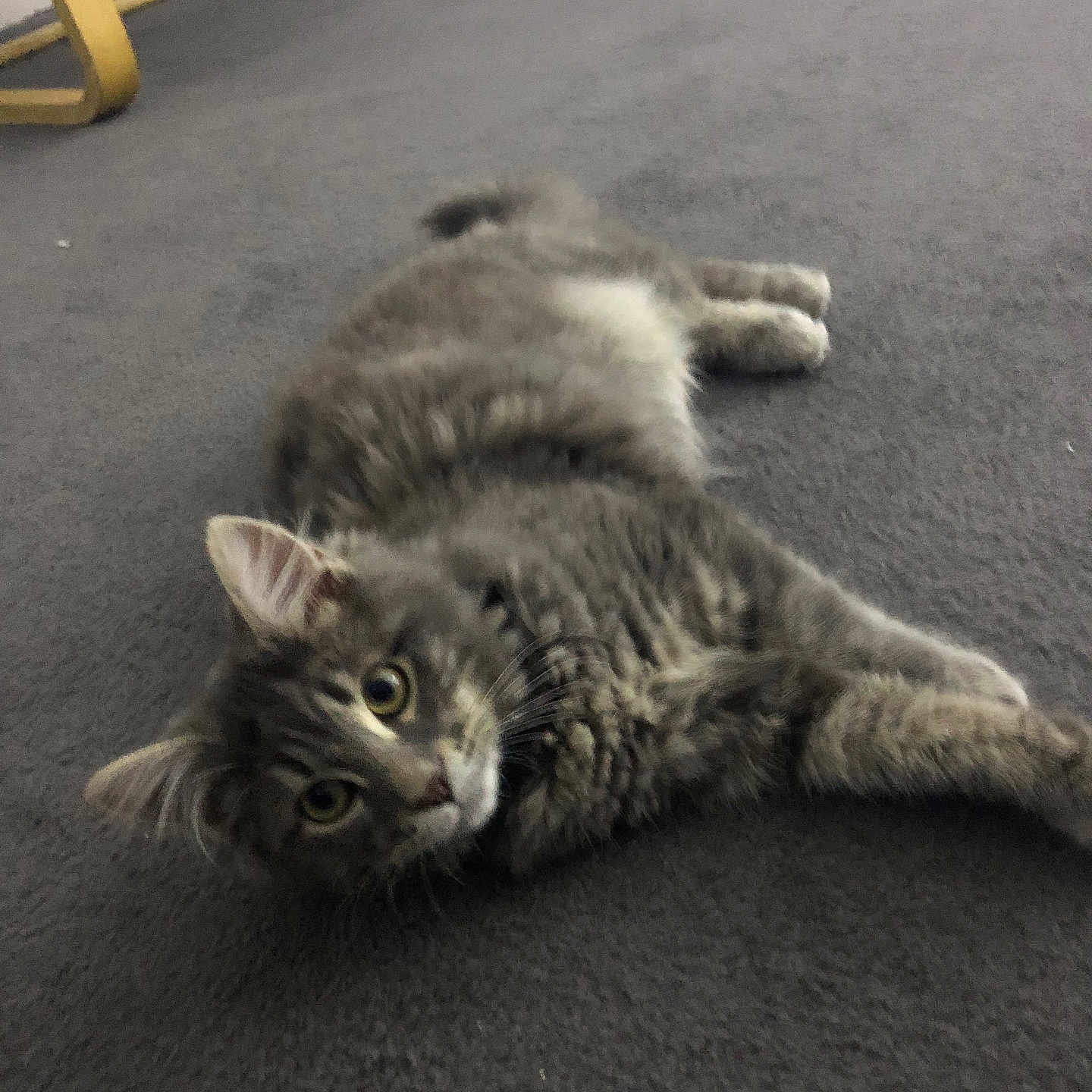 The General joined the competition — help win amazing prizes! abyssinian, animal, cat, chair, desk, diningtable, face, furniture, grass, head, indoors, kitten, manx, person, pet, photography, plant, portrait, table, wood