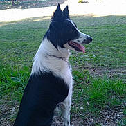 Louna a rejoint le concours — aidez-le/la à gagner de superbes lots ! dog, border_collie, black_and_white, sitting, grass, outdoor, tongue_out, ears_up, pet, animal, nature, yard, sunny, house, tree, canine, mammal, side_view, fur, alert