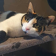 Câline participe au concours pour gagner de l'argent avec cette photo : cat, calico_cat, pet, animal, indoor, feline, resting, perch, soft_surface, looking, curious, whiskers, ears, face, closeup, cozy, domestic_cat, fur, relaxed, portrait