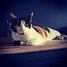 Câline participe au concours pour gagner de l'argent avec cette photo : cat, calico_cat, animal, pet, feline, green_eyes, whiskers, wooden_shelf, indoor, relaxed, fur, ears, paw, lying_down, close_up, portrait, domestic_cat, quiet, mysterious, calm