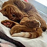 cat, ginger_cat, paw, tail, bed, blanket, indoor, pet, feline, cozy, sleeping, cute, fur, whiskers, relaxed, closeup, domestic_animal, soft_light, window, resting